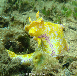 give me muack muack.....purple-edged ceratosoma by Chinchin Law 